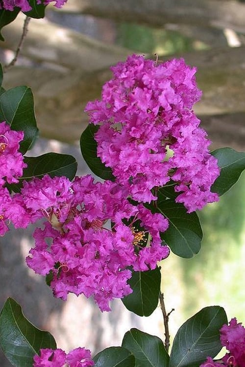 Crepe Myrtle Bush Form x fauriei Zuni Purple (Lagerstroemia indica) - Ladybird Nursery