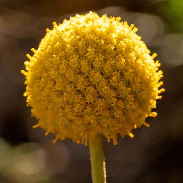 Billy Buttons (Craspedia globosa) - Ladybird Nursery