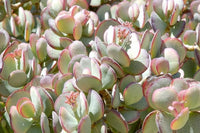 Silver Jade (Crassula argentea) - Ladybird Nursery