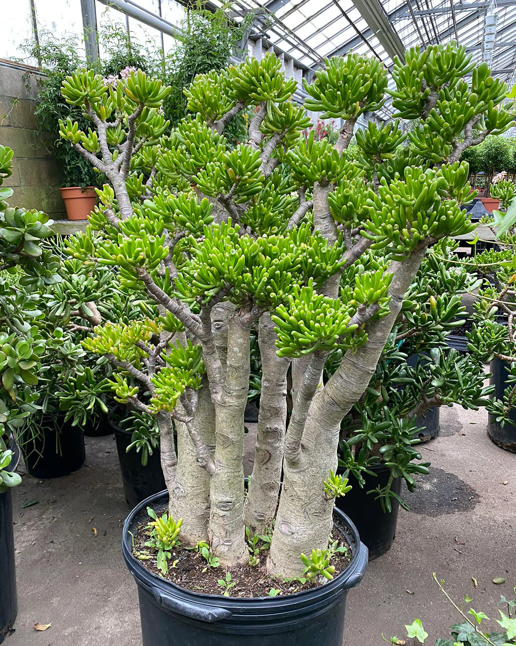 Crassula (Crassula Gollum)