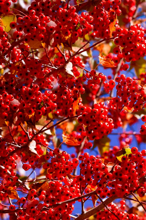 Washington Hawthorn (Crataegus phaenopyrum)