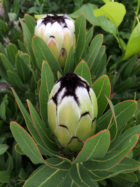 Protea 'Cream Mink' - Ladybird Nursery