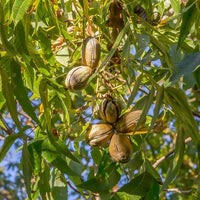Pecan Kiowa (B) - Ladybird Nursery