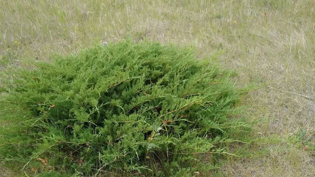 Savin Juniper (Juniperus sabina) - Ladybird Nursery