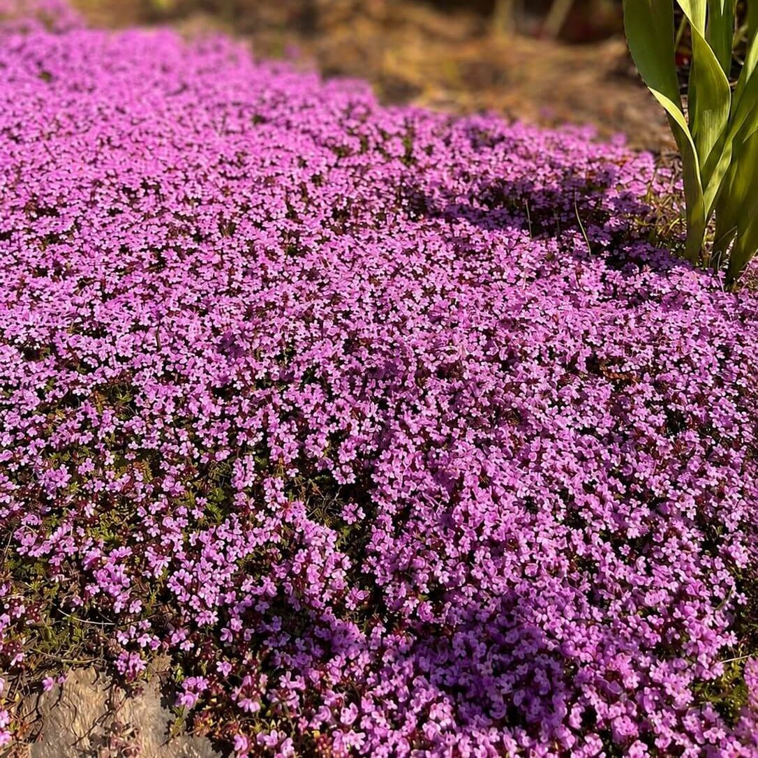 Creeping Thyme (Thymus serpyllum) - Ladybird Nursery