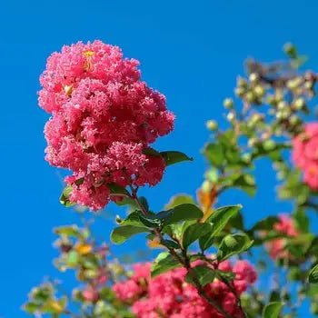 Crepe Myrtle spp. Intended (Canopy™ Lagerstroemia) - Ladybird Nursery