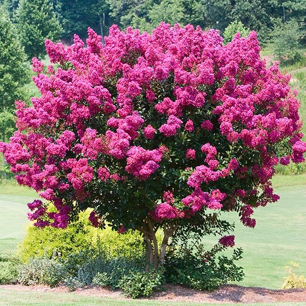 Crepe Myrtle Indian Summer (Lagerstroemia) - Ladybird Nursery