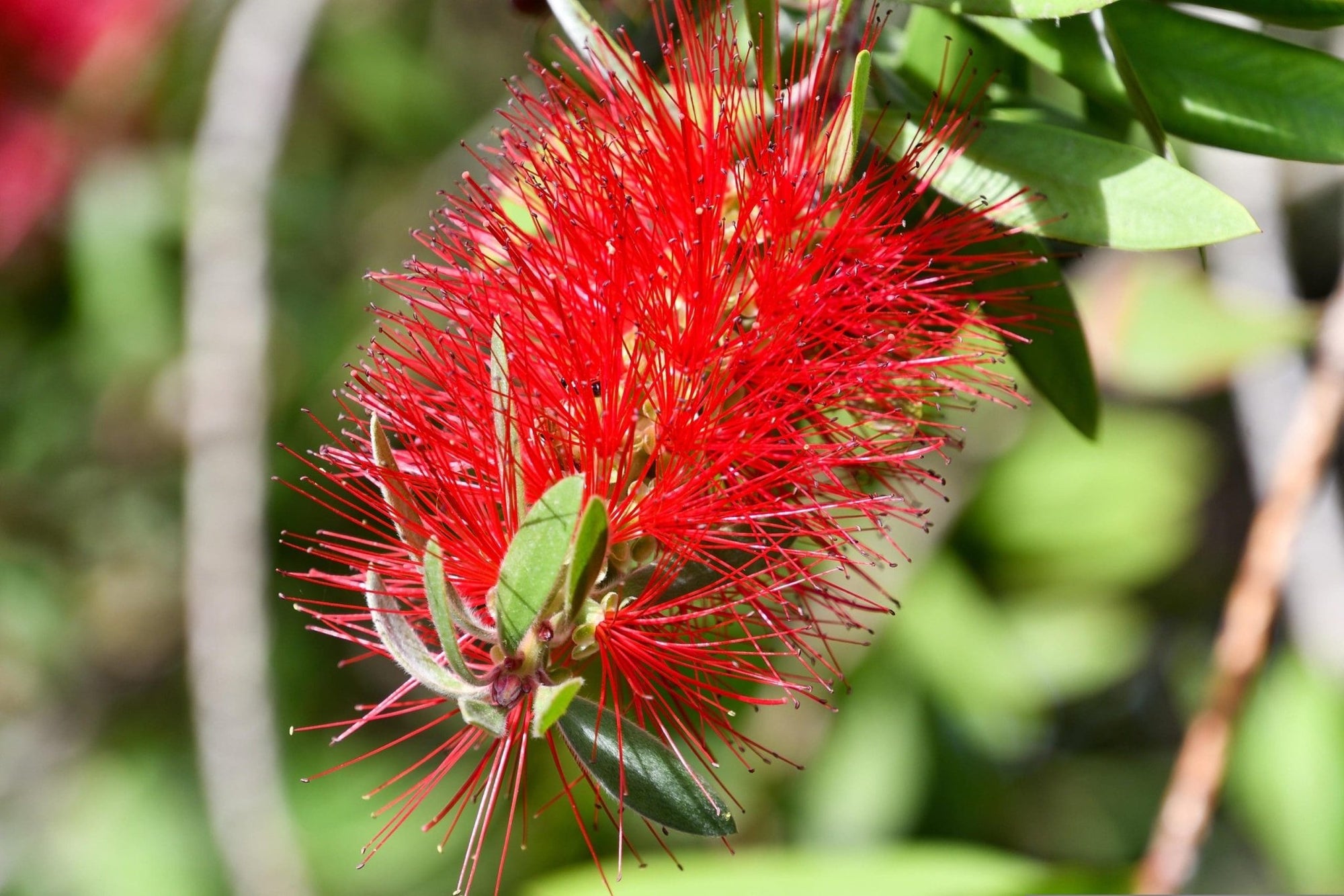 Bottlebrush (Callistemon Eureka) - Ladybird Nursery