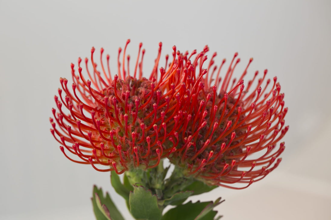 Leucospermum 'Carnival Crimson' - Ladybird Nursery