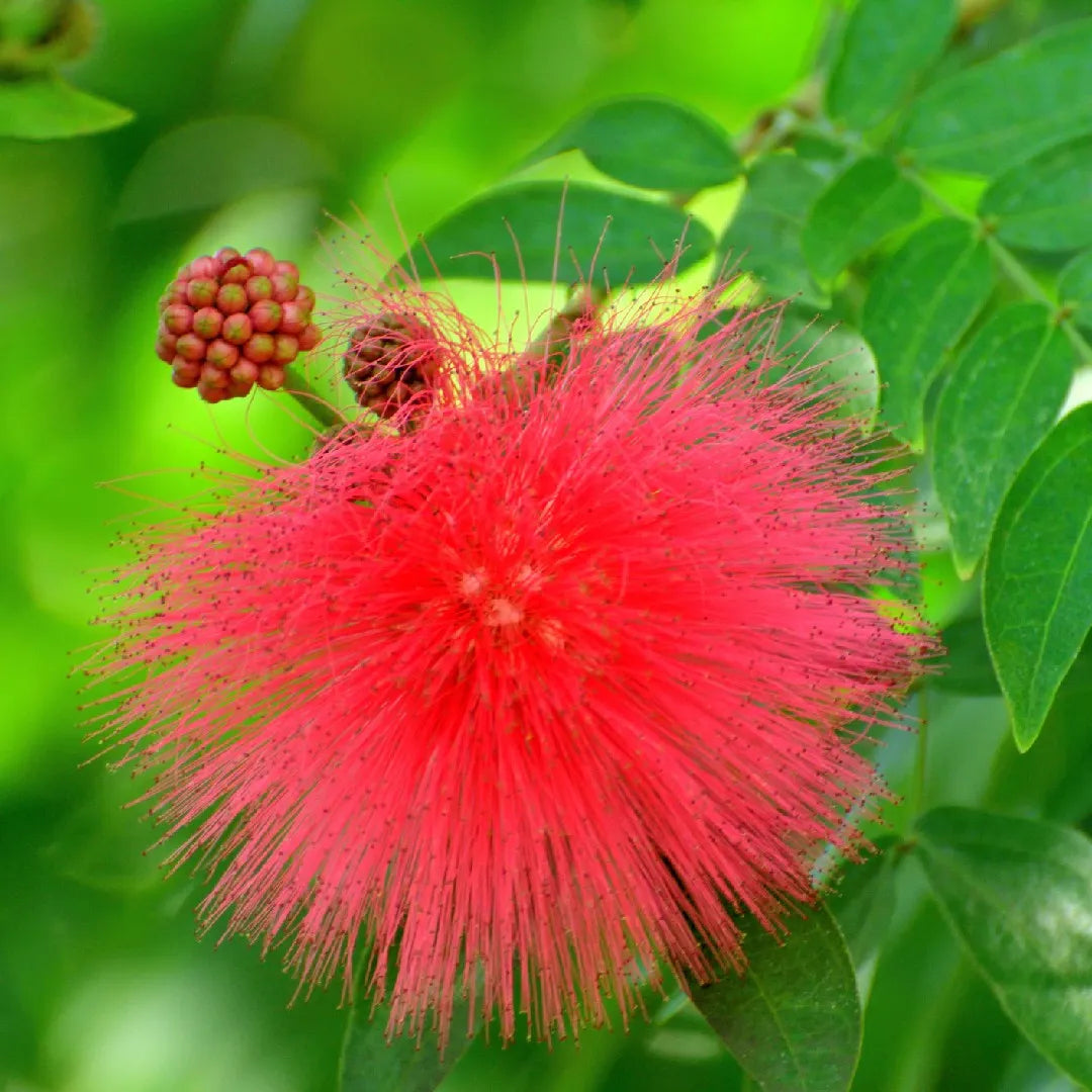 Crimson Powder Puff (Calliandra Haematocephala)