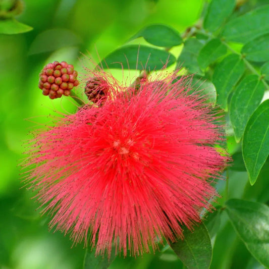 Crimson Powder Puff (Calliandra Haematocephala) - Ladybird Nursery