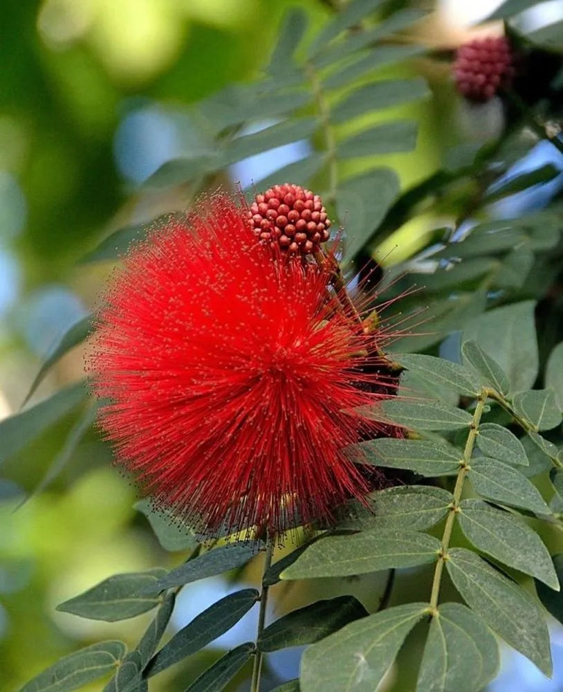 Crimson Powder Puff (Calliandra Haematocephala)