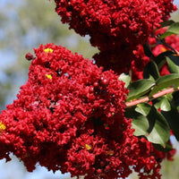 Crepe Myrtle Diamonds in the Dark Crimson Red (Lagerstroemia) - Ladybird Nursery