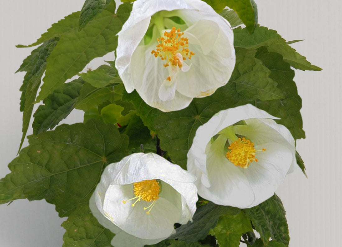Chinese Lantern White (Abutilon) - Ladybird Nursery
