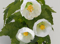 Chinese Lantern White (Abutilon)