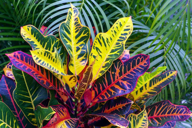 Croton (Codiaeum variegatum)