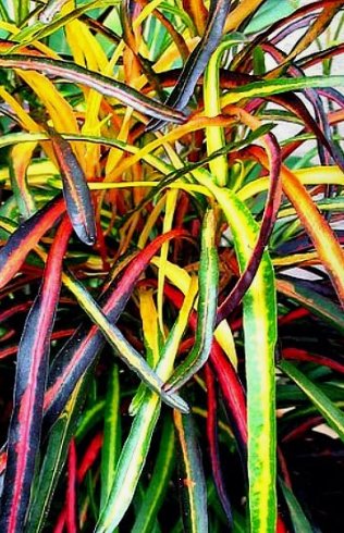 Croton Zanzibar (Codiaeum variegatum)