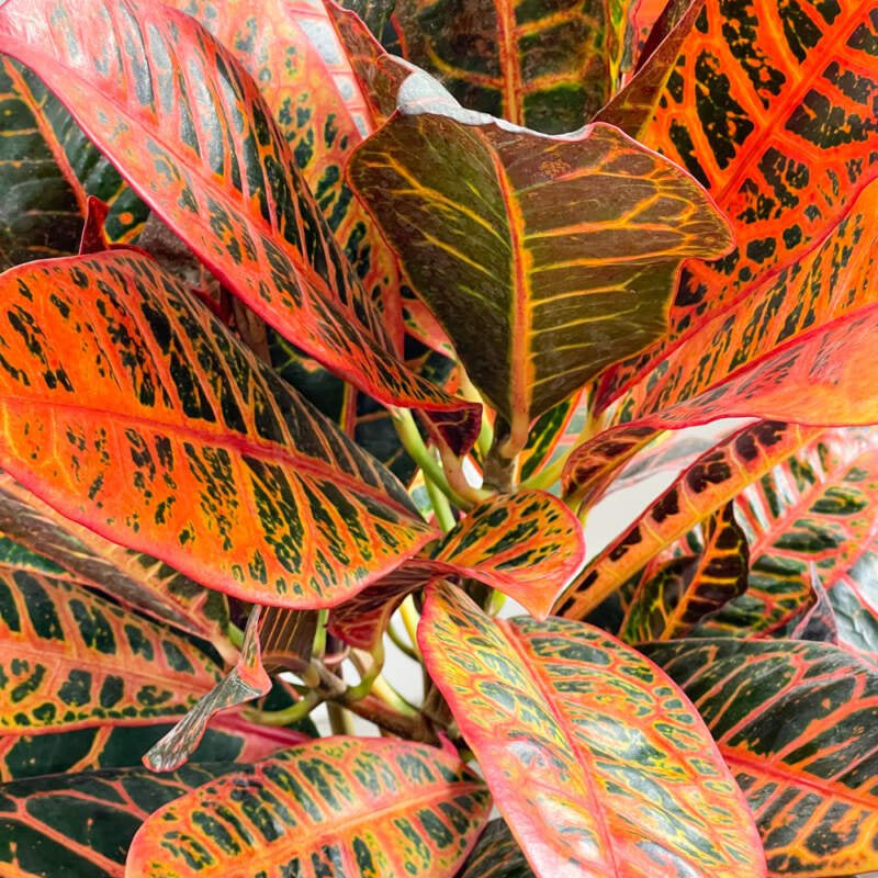 Croton 'Fiddle Leaf' (Codiaeum variegatum) - Ladybird Nursery