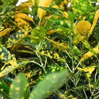 Croton 'Gold Dust' - Ladybird Nursery
