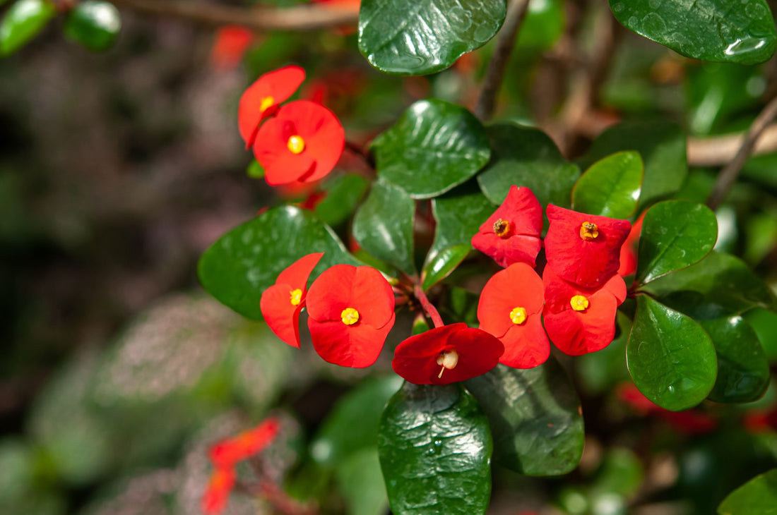 Somona Gabriella Crown of Thorns (Euphorbia milii) - Ladybird Nursery