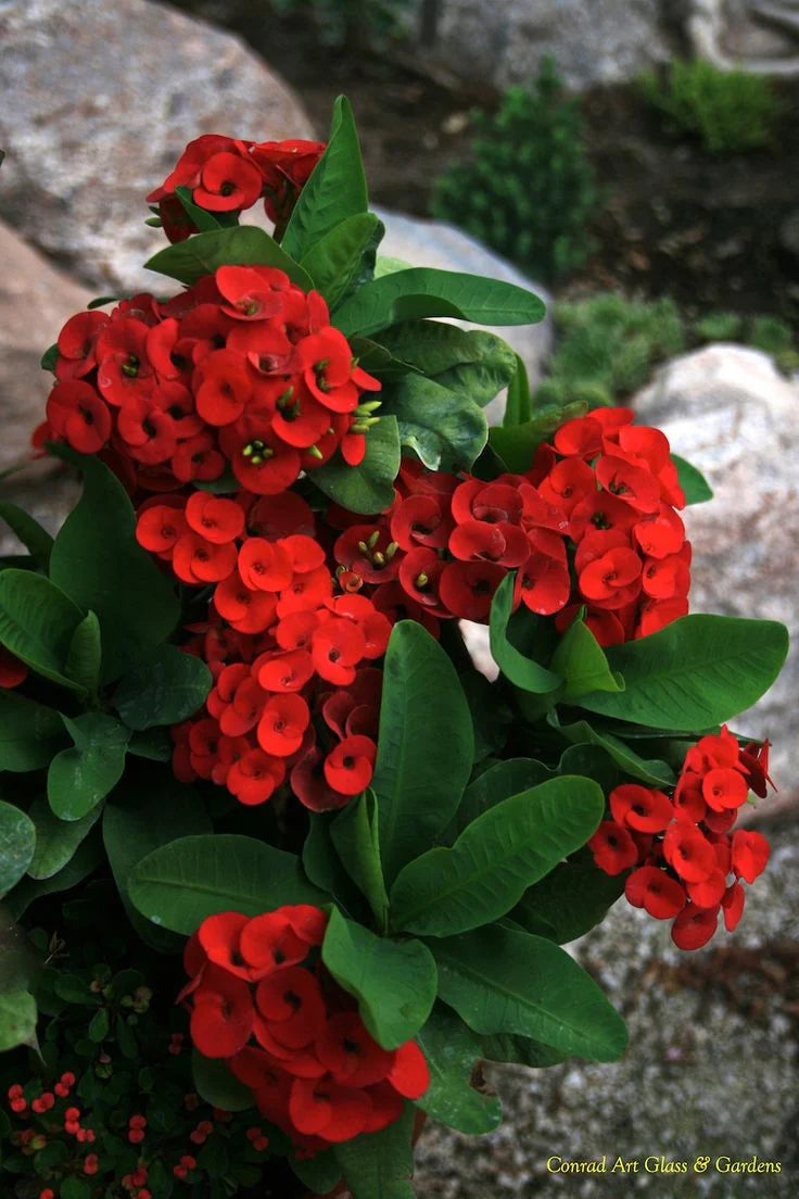 Somona Gabriella Crown of Thorns (Euphorbia milii)