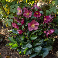 Hellebore Ice N Roses Early Red (Helleborus )