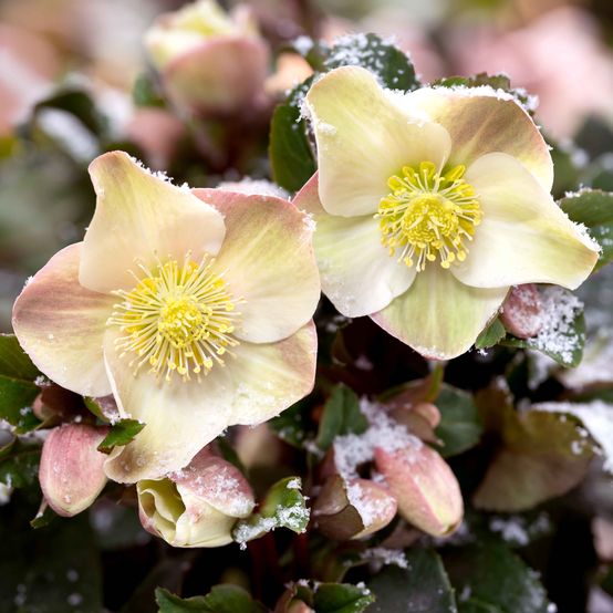 Hellebore Gold Collection ® Cinnamon Snow (Helleborus ) - Ladybird Nursery