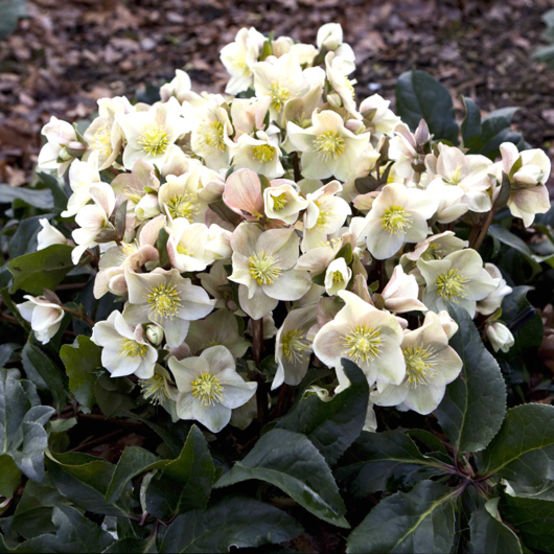 Hellebore Gold Collection ® Cinnamon Snow (Helleborus ) - Ladybird Nursery