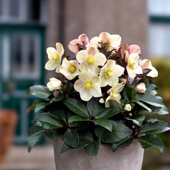 Hellebore Gold Collection ® Cinnamon Snow (Helleborus ) - Ladybird Nursery