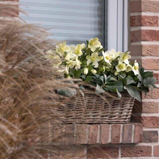 Hellebore Gold Collection ® Ice Breaker Max (Helleborus ) - Ladybird Nursery
