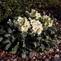 Hellebore Gold Collection ® Ice Breaker Max (Helleborus ) - Ladybird Nursery