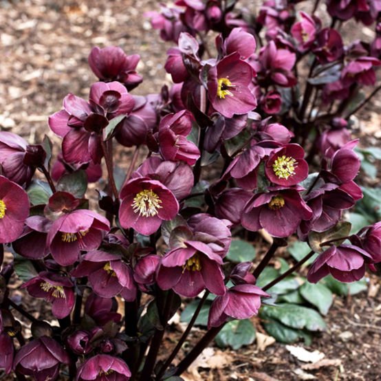 Hellebore Ice N Roses Merlot (Helleborus ) - Ladybird Nursery