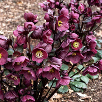 Hellebore Ice N Roses Merlot (Helleborus )