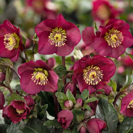 Hellebore Ice N Roses Red (Helleborus )