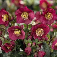 Hellebore Ice N Roses Red (Helleborus )