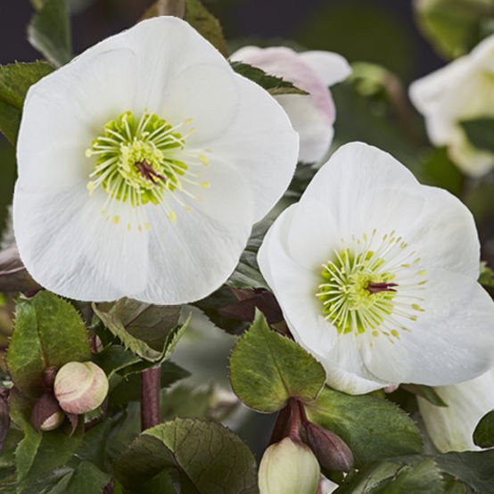 Hellebore Ice N Roses White (Helleborus ) - Ladybird Nursery