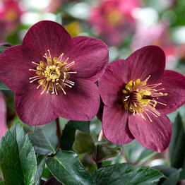 Hellebore Ice N Roses Merlot (Helleborus )