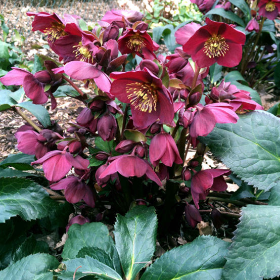 Hellebore Ice N Roses Red (Helleborus )