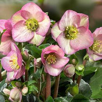 Hellebore Ice N Roses Picotee (Helleborus )