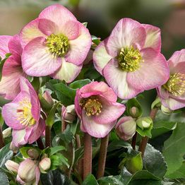 Hellebore Ice N Roses Picotee (Helleborus )