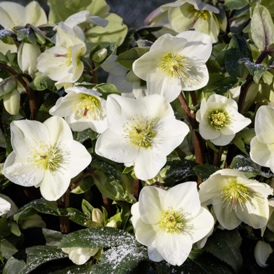 Hellebore Ice N Roses White (Helleborus )