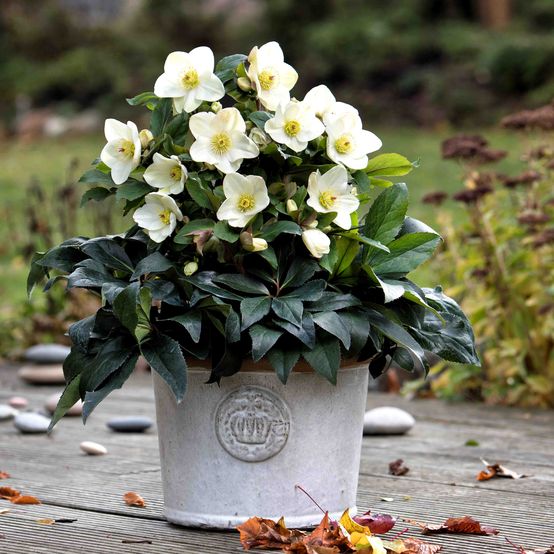 Hellebore Ice N Roses White (Helleborus ) - Ladybird Nursery