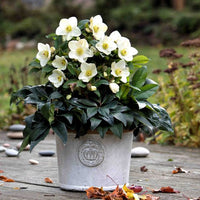 Hellebore Ice N Roses White (Helleborus )