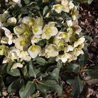 Hellebore Gold Collection ® Marlon (Helleborus ) - Ladybird Nursery