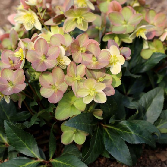 Hellebore Gold Collection ® Marlon (Helleborus ) - Ladybird Nursery