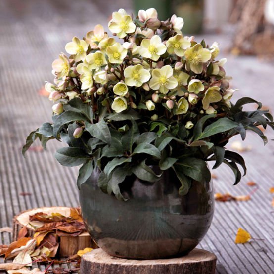Hellebore Gold Collection ® Marlon (Helleborus ) - Ladybird Nursery