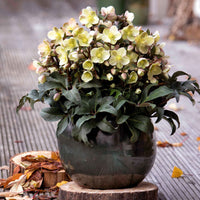 Hellebore Gold Collection ® Marlon (Helleborus )