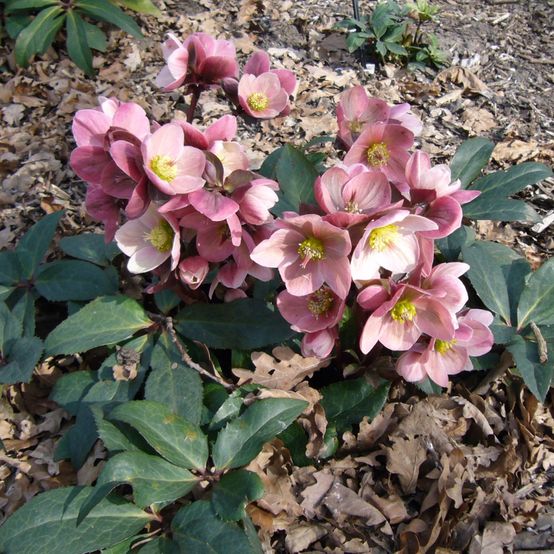 Hellebore Pink Frost (Helleborus )