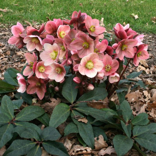 Hellebore Pink Frost (Helleborus ) - Ladybird Nursery