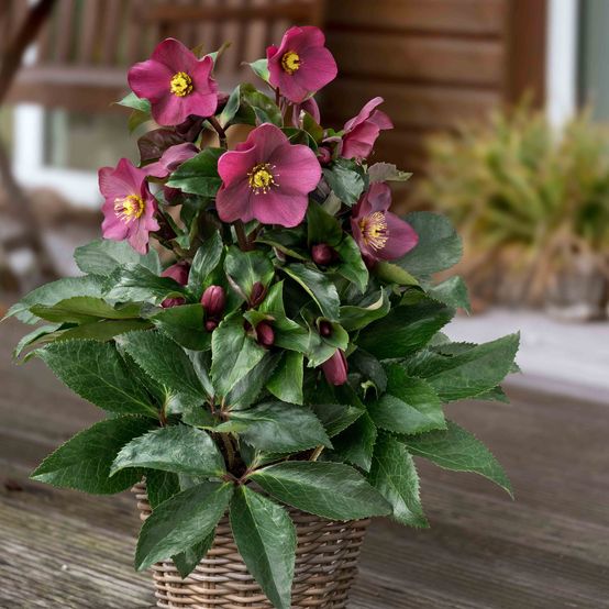 Hellebore Ice N Roses Red (Helleborus ) - Ladybird Nursery